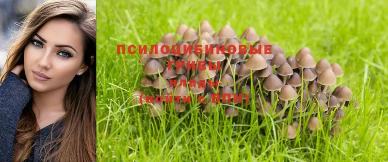 Псилоцибиновые грибы MAGIC MUSHROOMS  наркота  Оренбург 